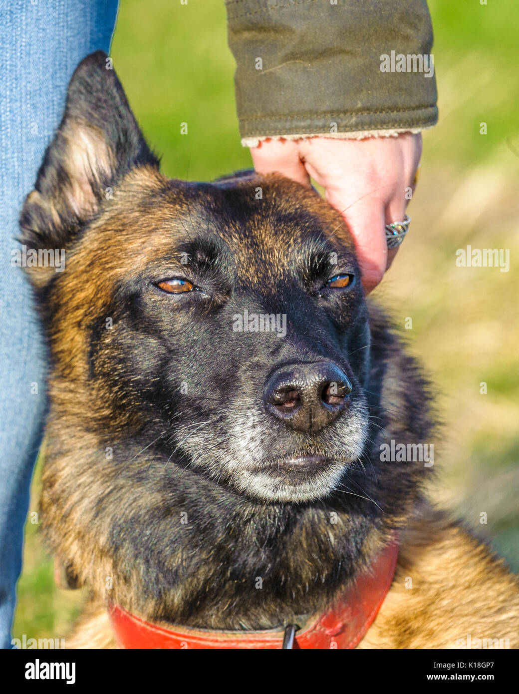 Portrait of a Belgium Malinois dog sat at the side of her owner showing affection Stock Photo
