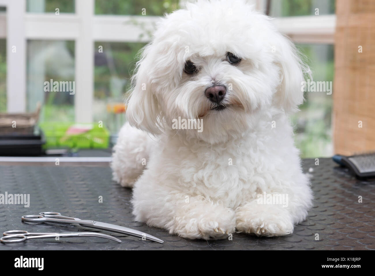Hund Bologneser