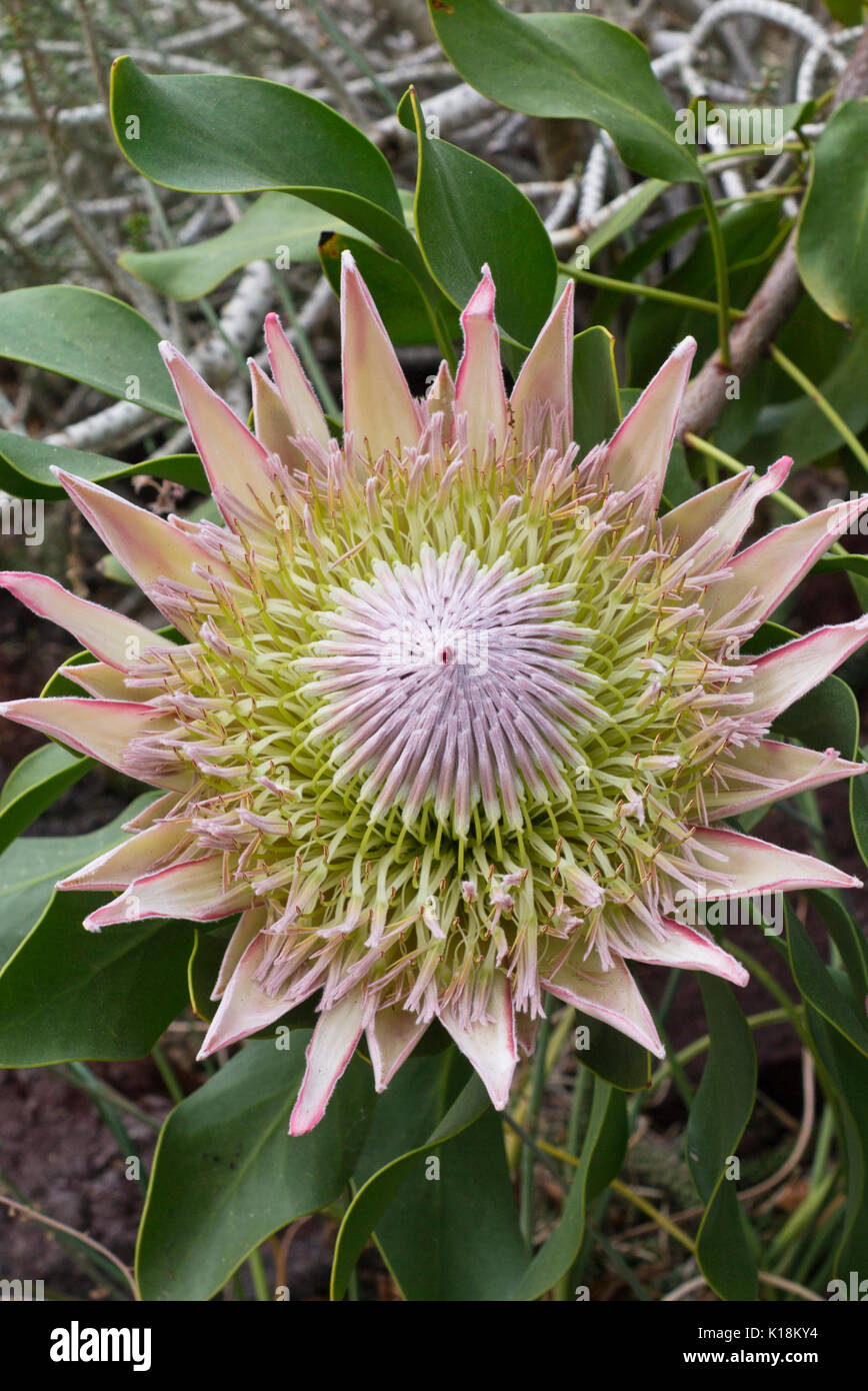 King protea (Protea cynaroides) Stock Photo
