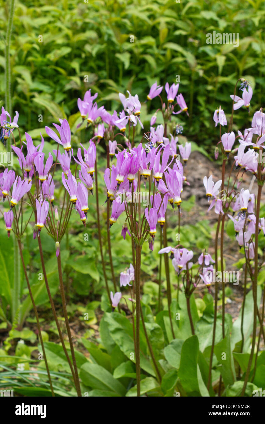 American cowslip (Dodecatheon meadia) Stock Photo