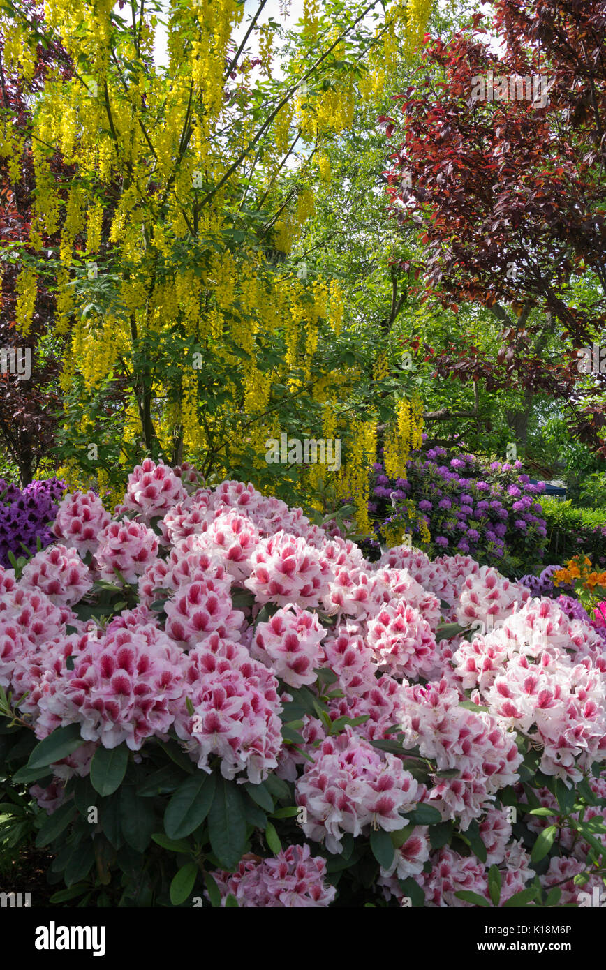 (laburnums) (Laburnum) and rhododendrons (Rhododendron) Stock Photo