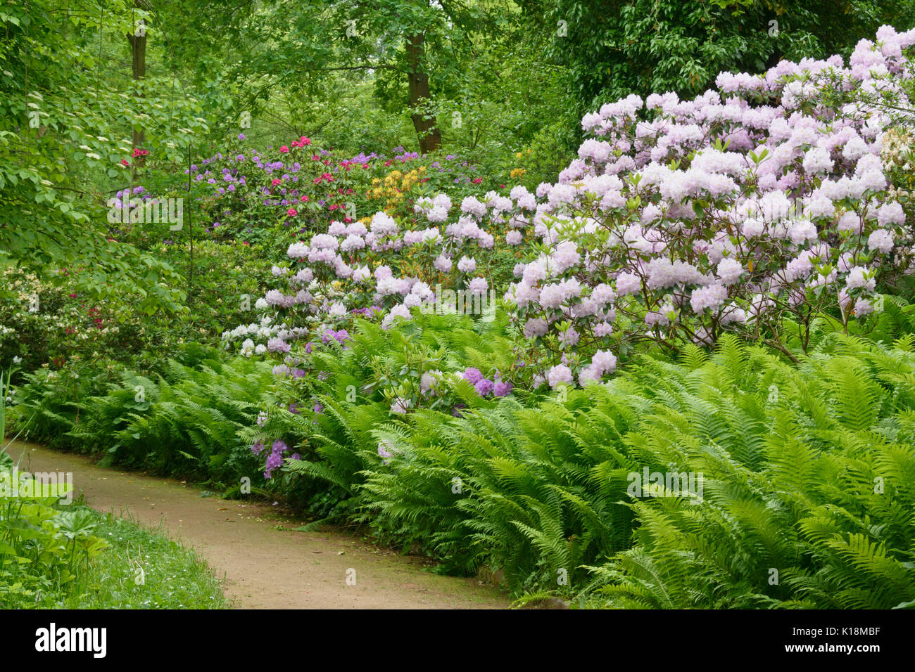 Rhododendrons (Rhododendron) and ostrich fern (Matteuccia struthiopteris) Stock Photo