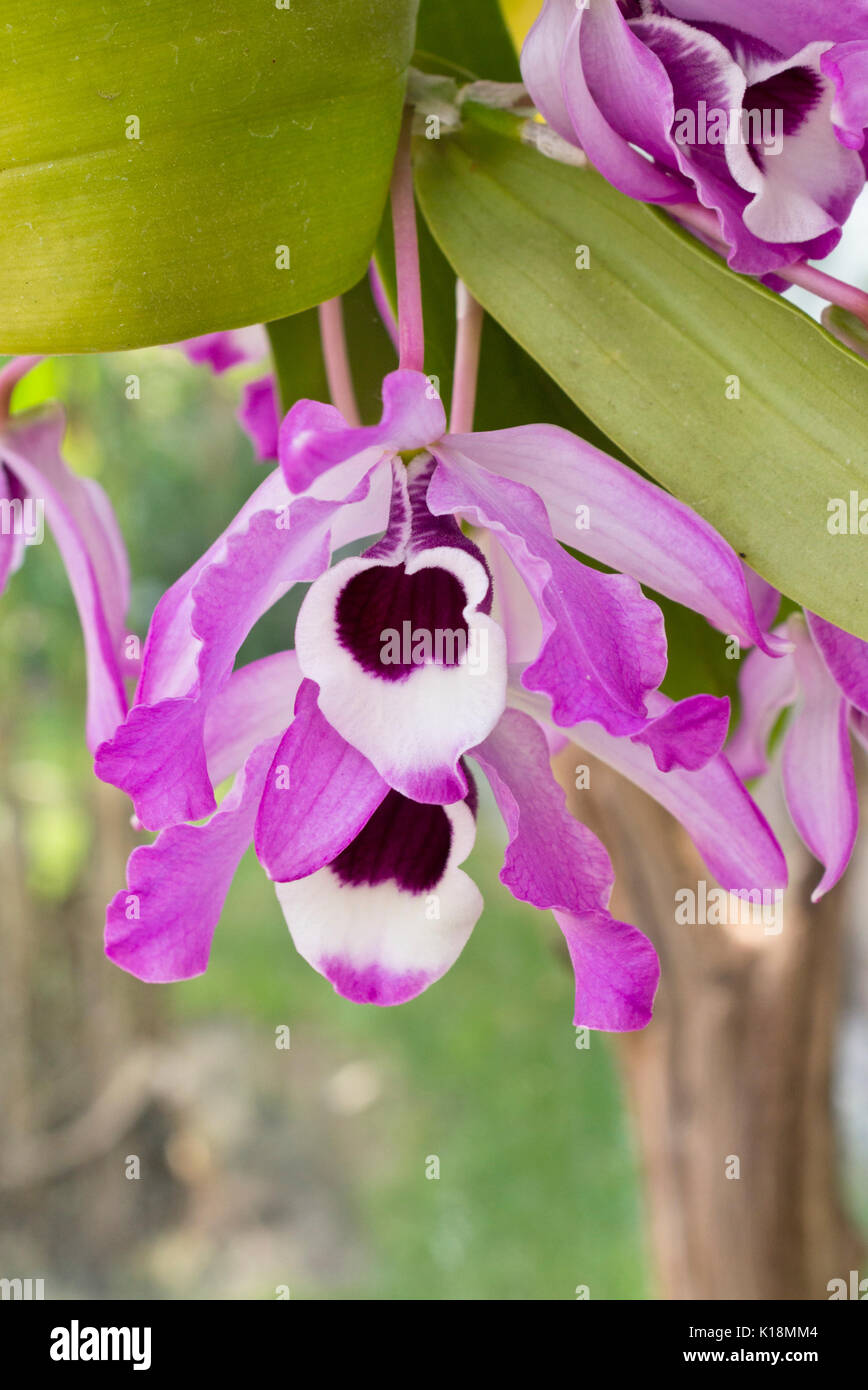 Noble dendrobium (Dendrobium nobile) Stock Photo
