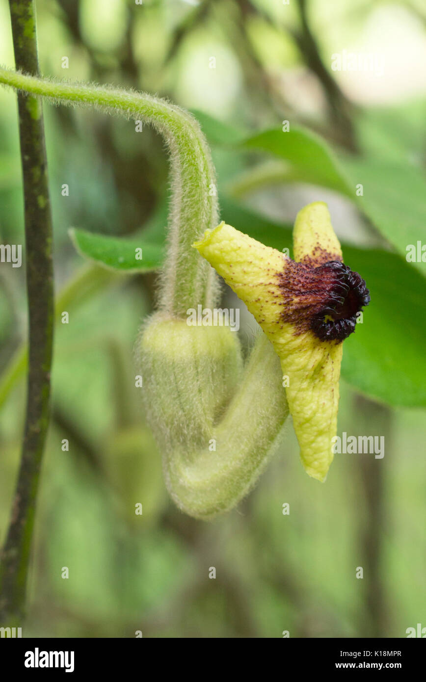 Woolly dutchman's pipe (Aristolochia tomentosa) Stock Photo