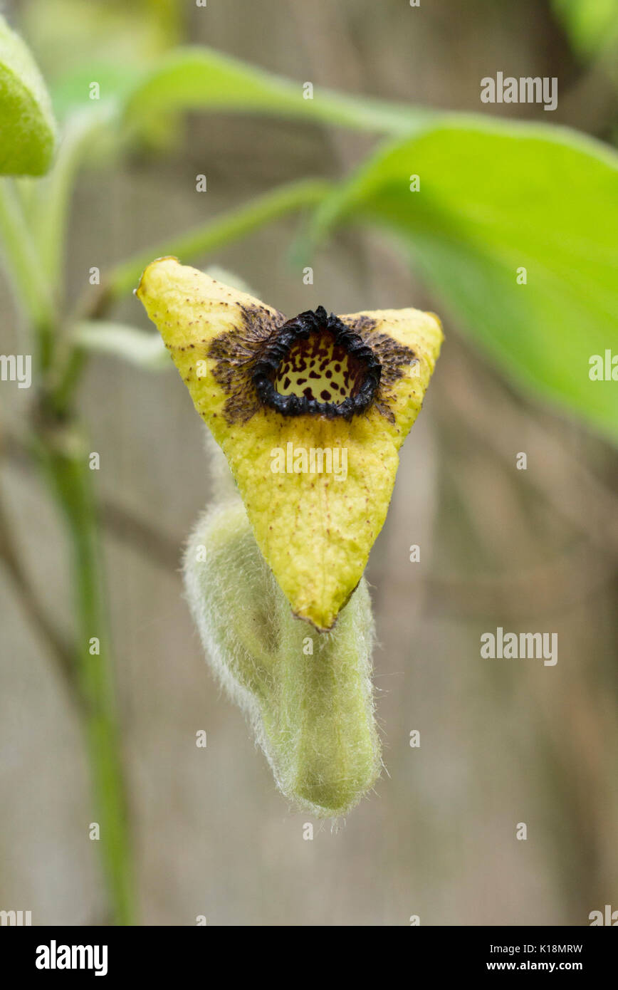 Woolly dutchman's pipe (Aristolochia tomentosa) Stock Photo