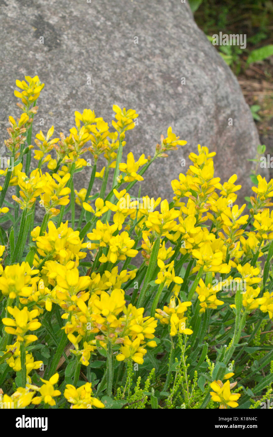 Arrow-jointed broom (Genista sagittalis) Stock Photo