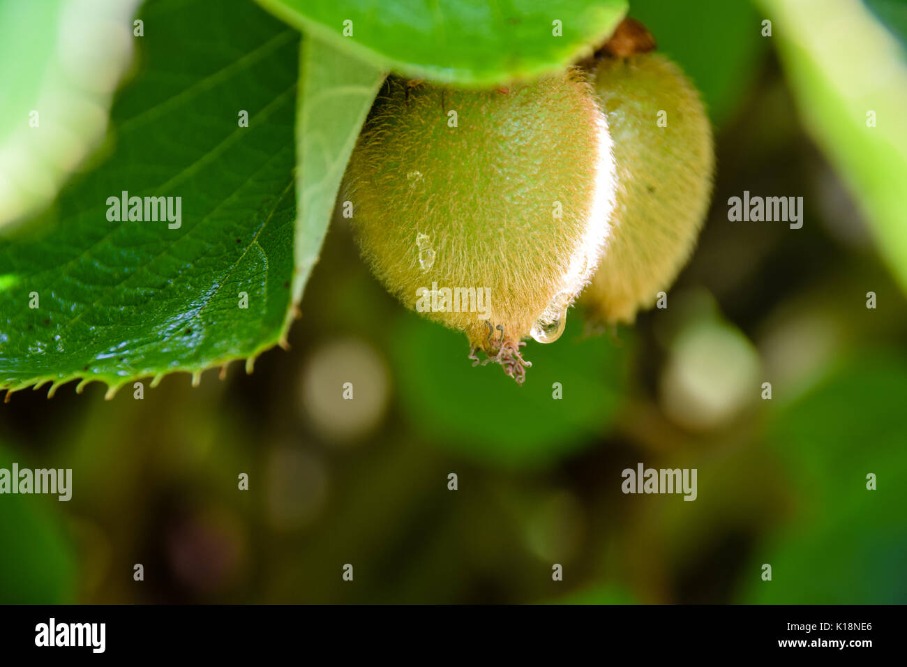 Jenny variety of Kiwi fruit growing. Jenny is the only self fertile variety Stock Photo Alamy