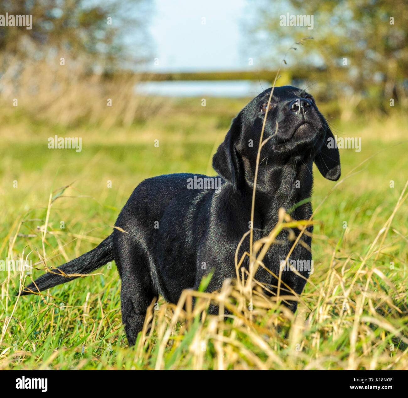 Young, ten week old, Black Labrador puppy on one his first outings Stock Photo Alamy