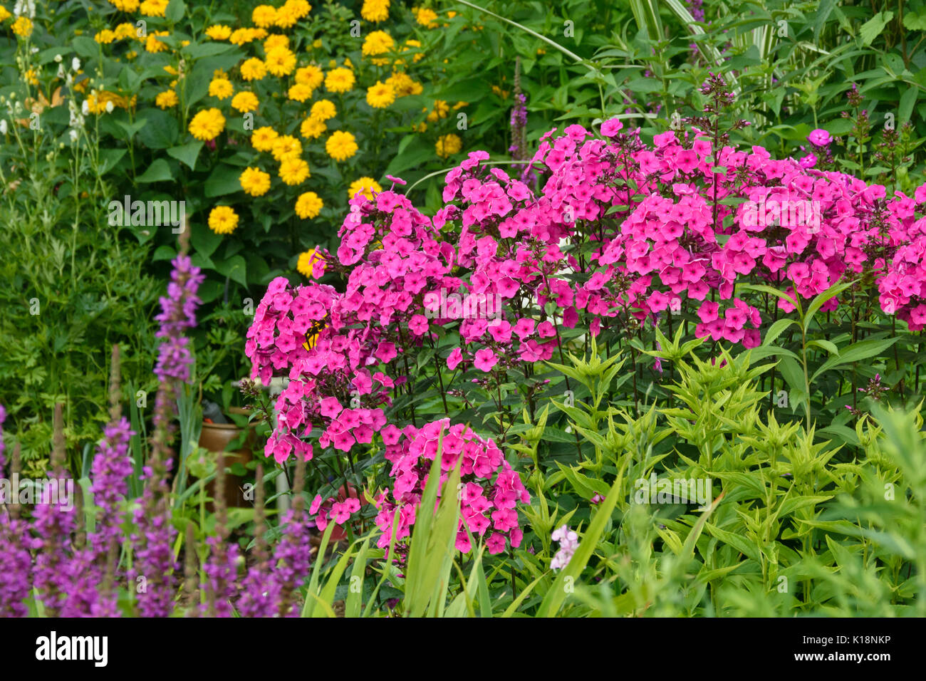 Garden phlox (Phlox paniculata) Stock Photo