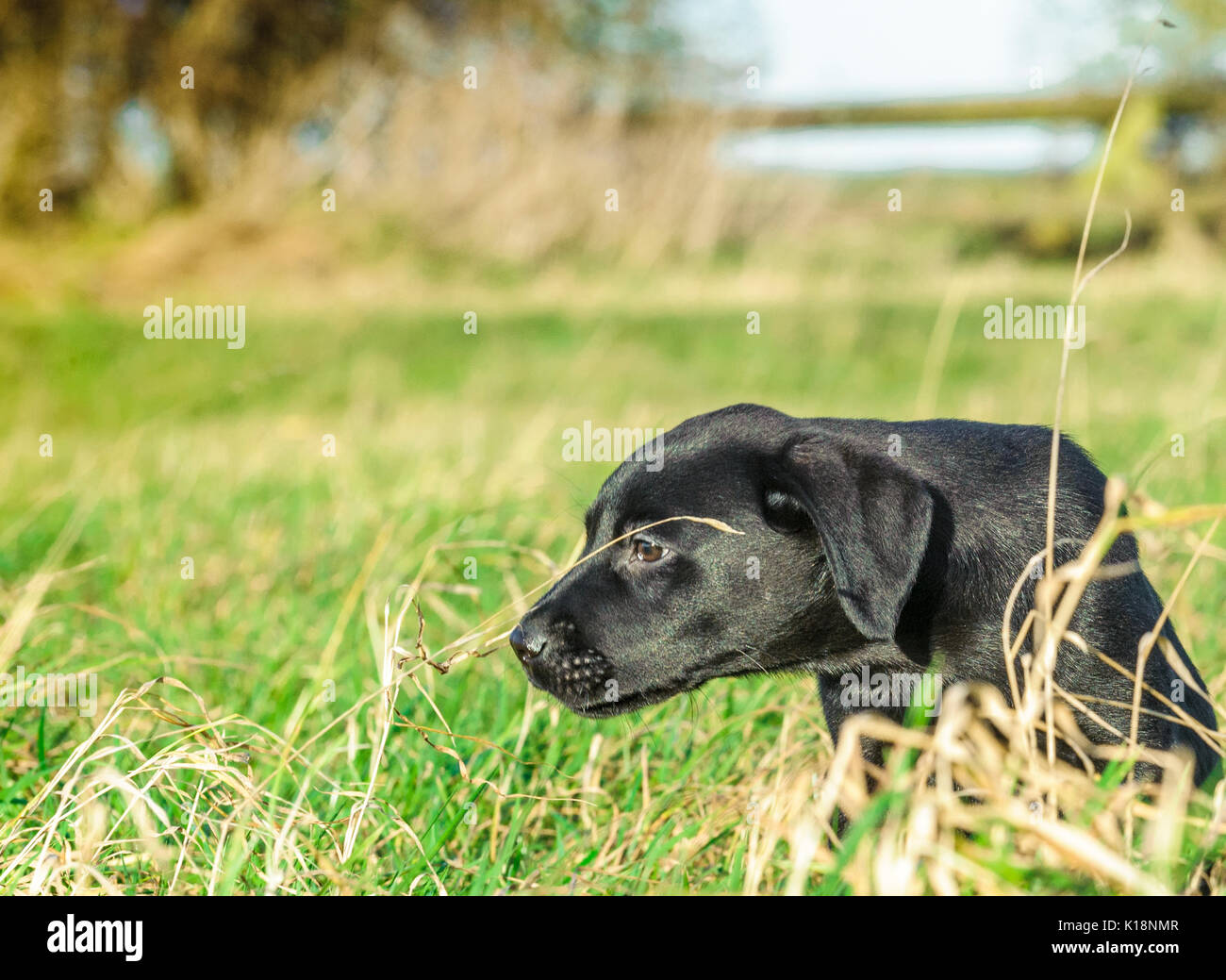 Young, ten week old, Black Labrador puppy on one his first outings