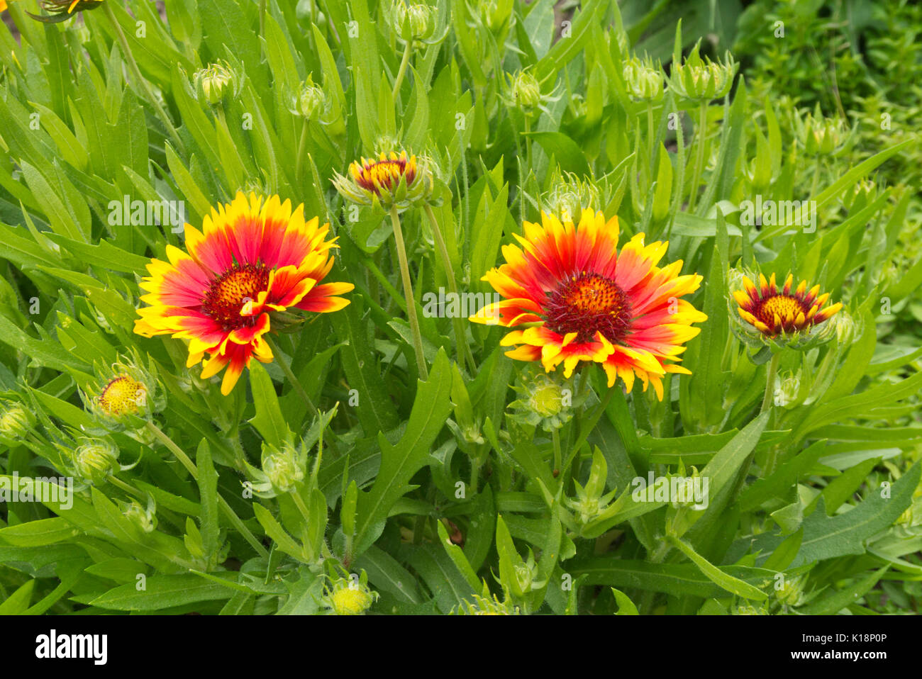 Large-flowered blanket flower (Gaillardia x grandiflora 'Kobold') Stock Photo