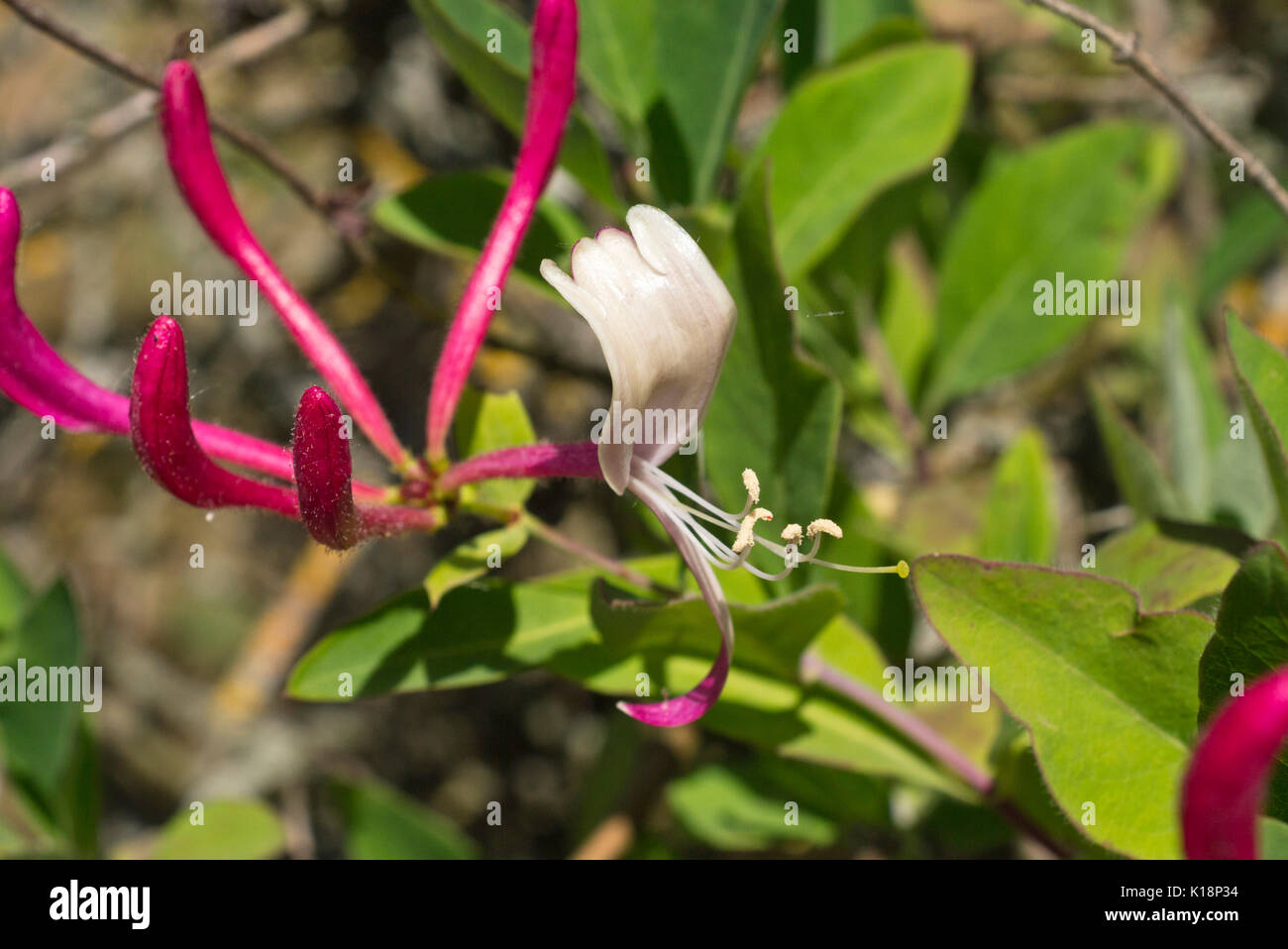 Italian honeysuckle (Lonicera caprifolium) Stock Photo