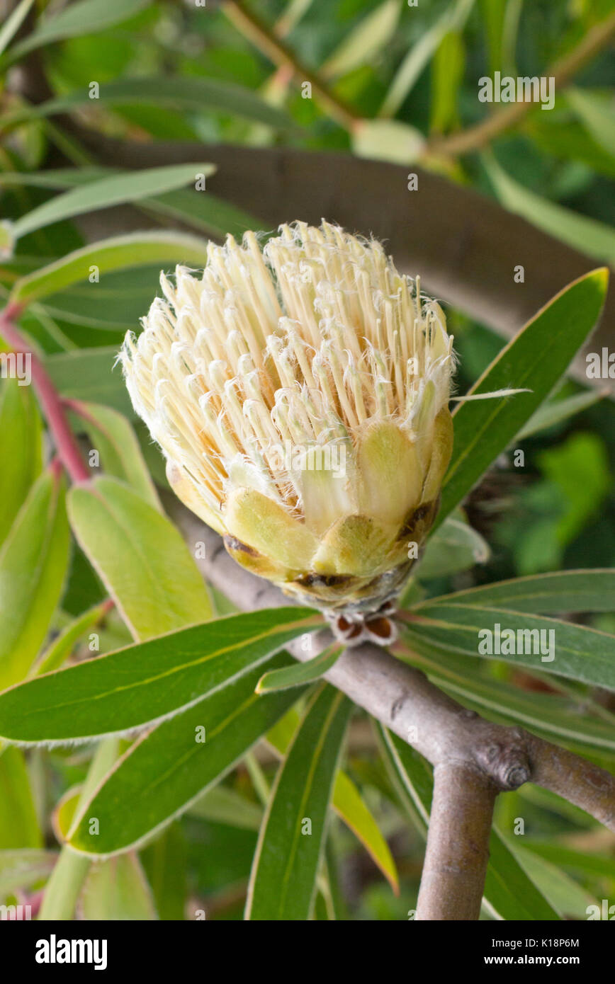 Forest sugarbush (Protea mundii) Stock Photo