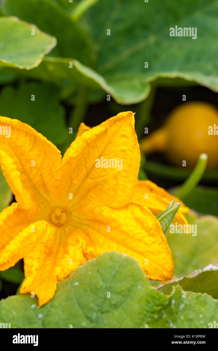 Giant yellow flower and vegetable of squash plant Stock Photo Alamy