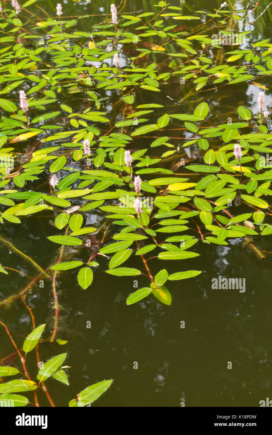 Water knotweed (Persicaria amphibia syn. Polygonum amphibium) Stock Photo