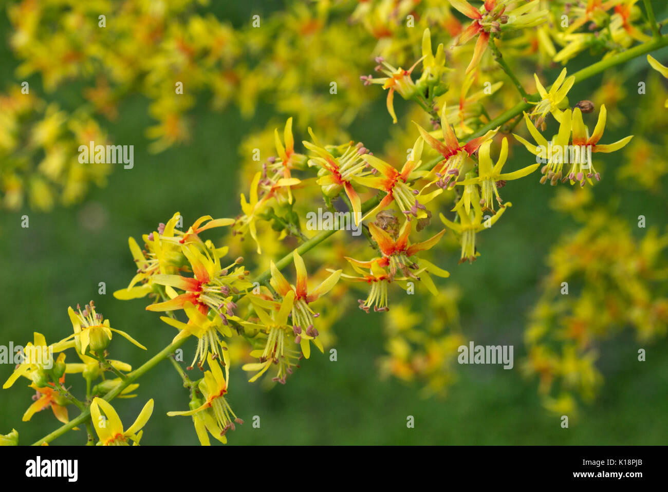 Golden rain tree (Koelreuteria paniculata) Stock Photo