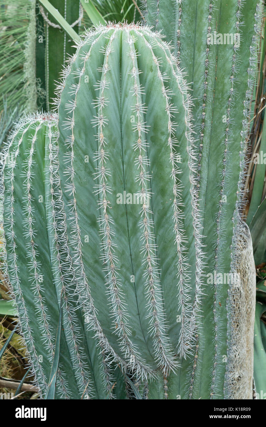 Mexican giant cardon (Pachycereus pringlei) Stock Photo