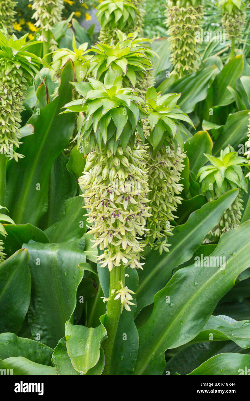 bicolor pineapple flower hires stock photography and images