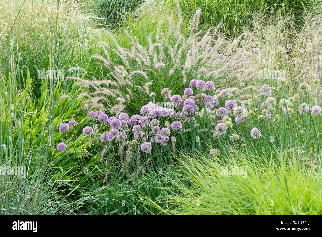 Allium sacculiferum syn. Allium komarovianum and fountain grass (Pennisetum orientale) Stock Photo