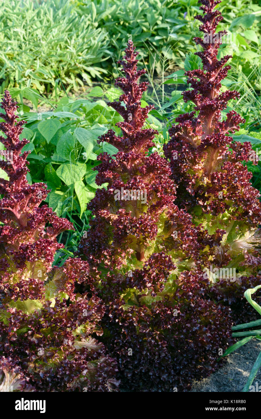 Loose-leaf lettuce (Lactuca sativa var. crispa 'Lollo Rosso') Stock Photo