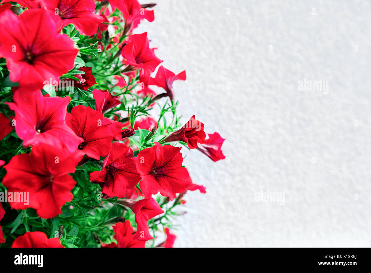 red petunia flowers with copy space Stock Photo