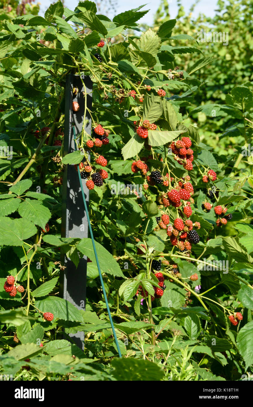 Blackberry (Rubus fruticosus) Stock Photo
