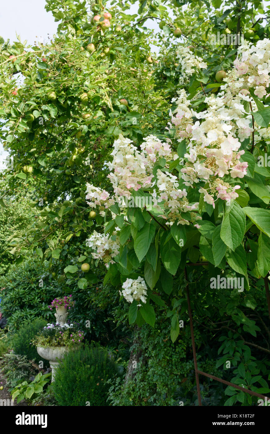 Panicle hydrangea (Hydrangea paniculata Stock Photo - Alamy