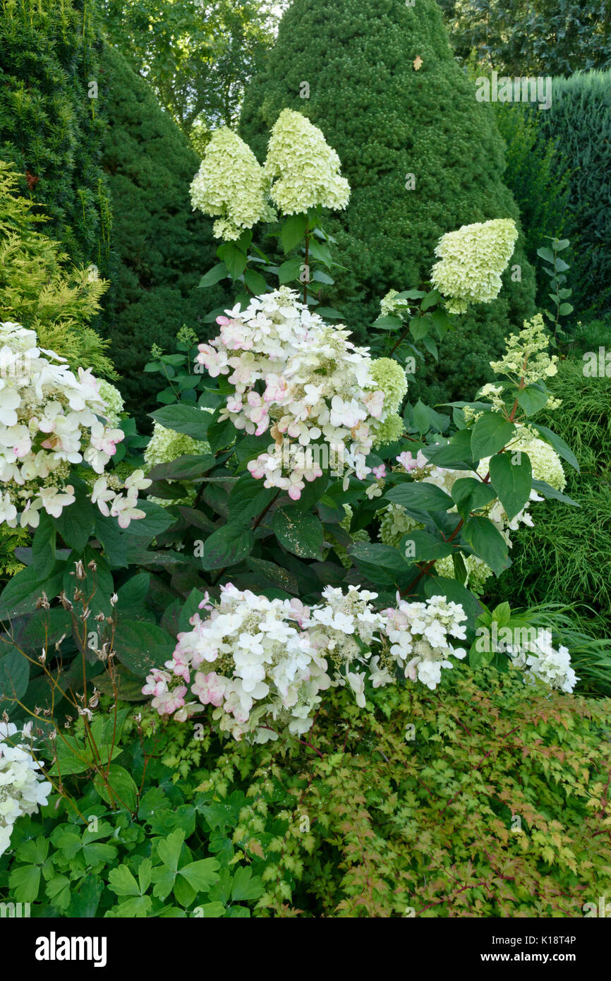 Panicle hydrangea (Hydrangea paniculata Stock Photo - Alamy