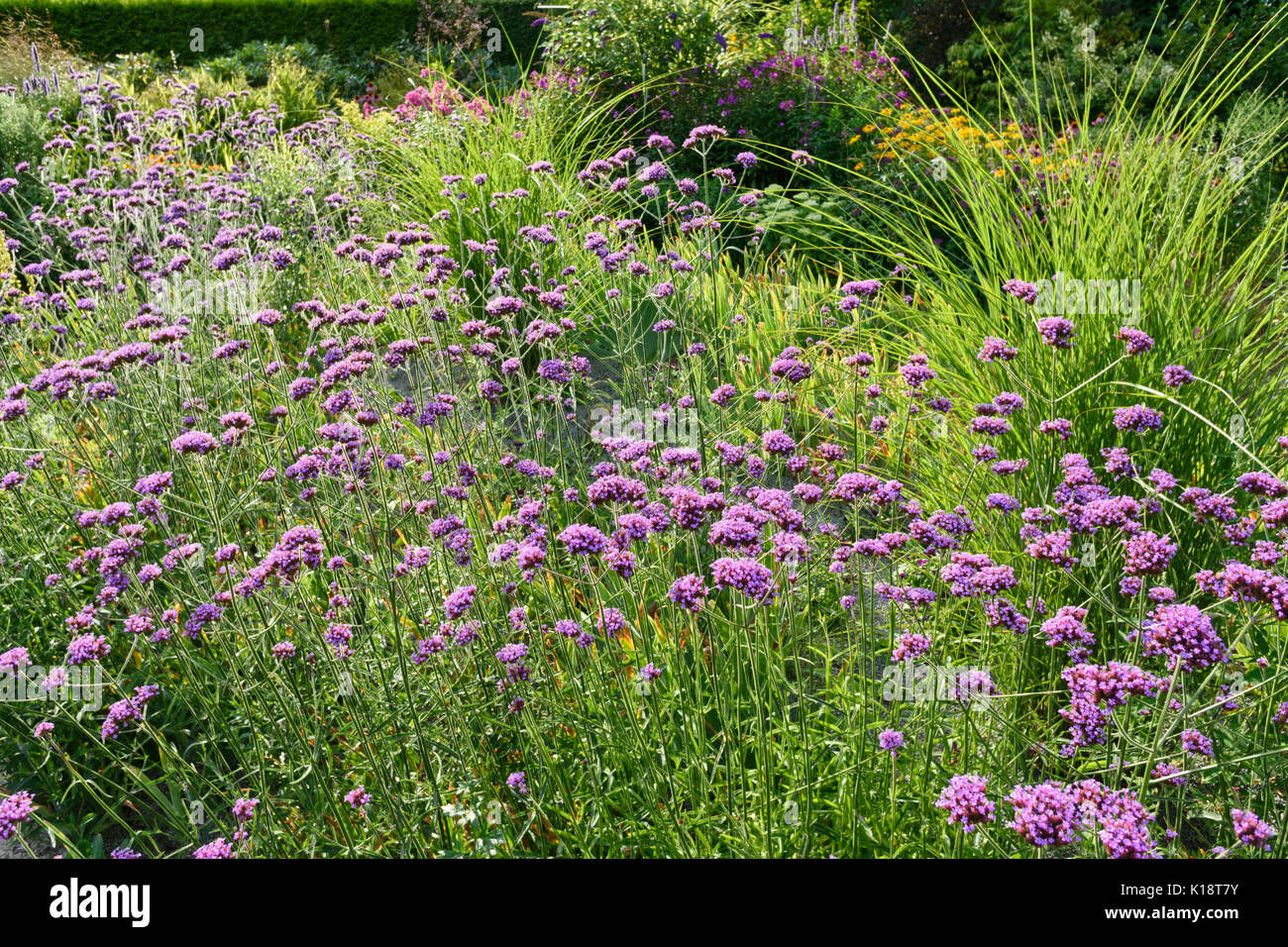 Purpletop vervain (Verbena bonariensis). Design: Marianne and Detlef Lüdke Stock Photo