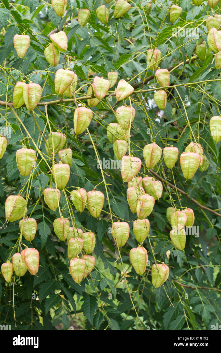 Golden rain tree (Koelreuteria paniculata var. apiculata) Stock Photo