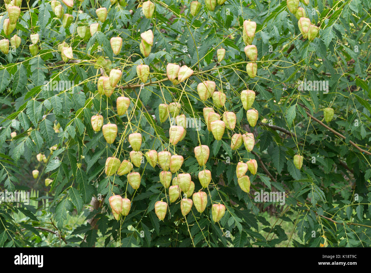 Golden rain tree (Koelreuteria paniculata var. apiculata) Stock Photo