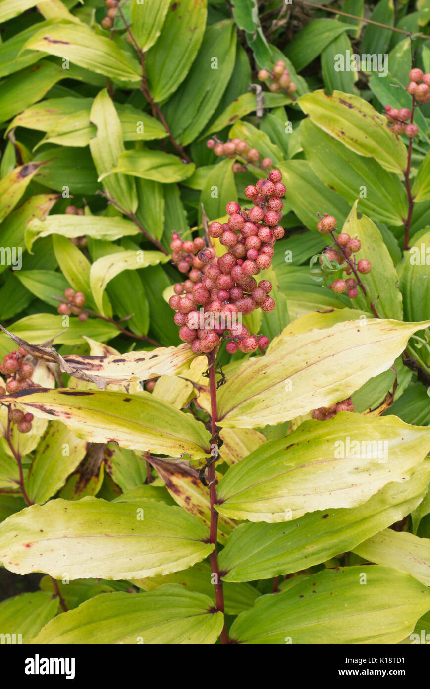 False spikenard (Maianthemum racemosum syn. Smilacina racemosa) Stock Photo