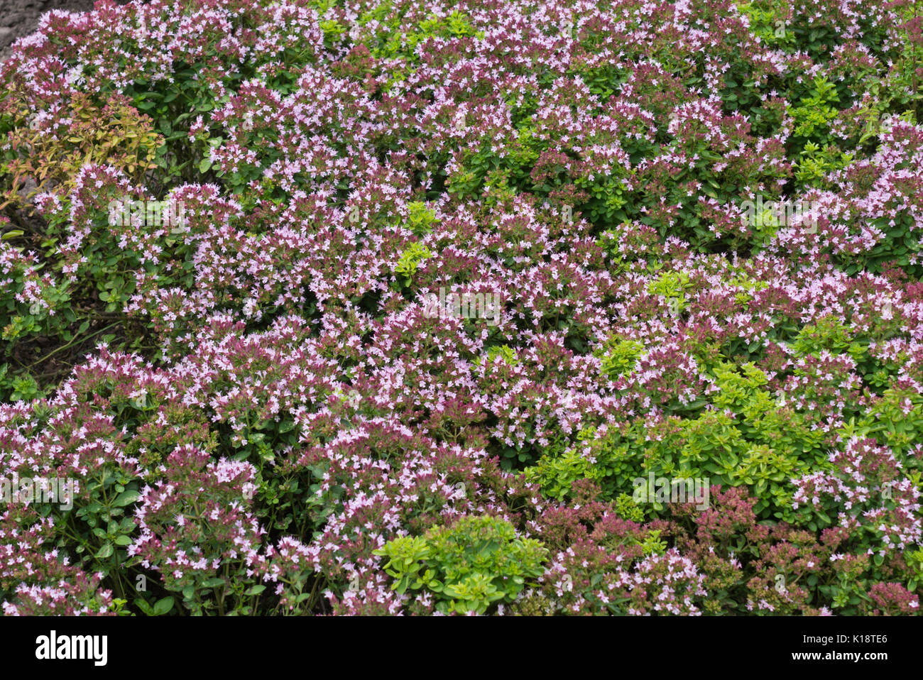 Greek oregano (Origanum vulgare 'Compactum') Stock Photo