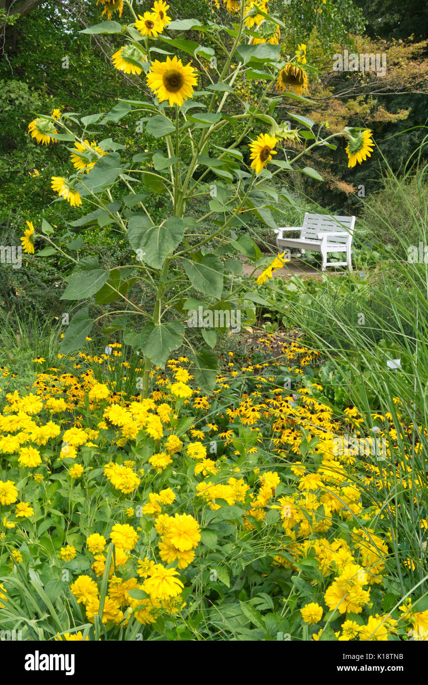 Sunflowers (Helianthus), false sunflowers (Heliopsis) and cone flowers (Rudbeckia) Stock Photo
