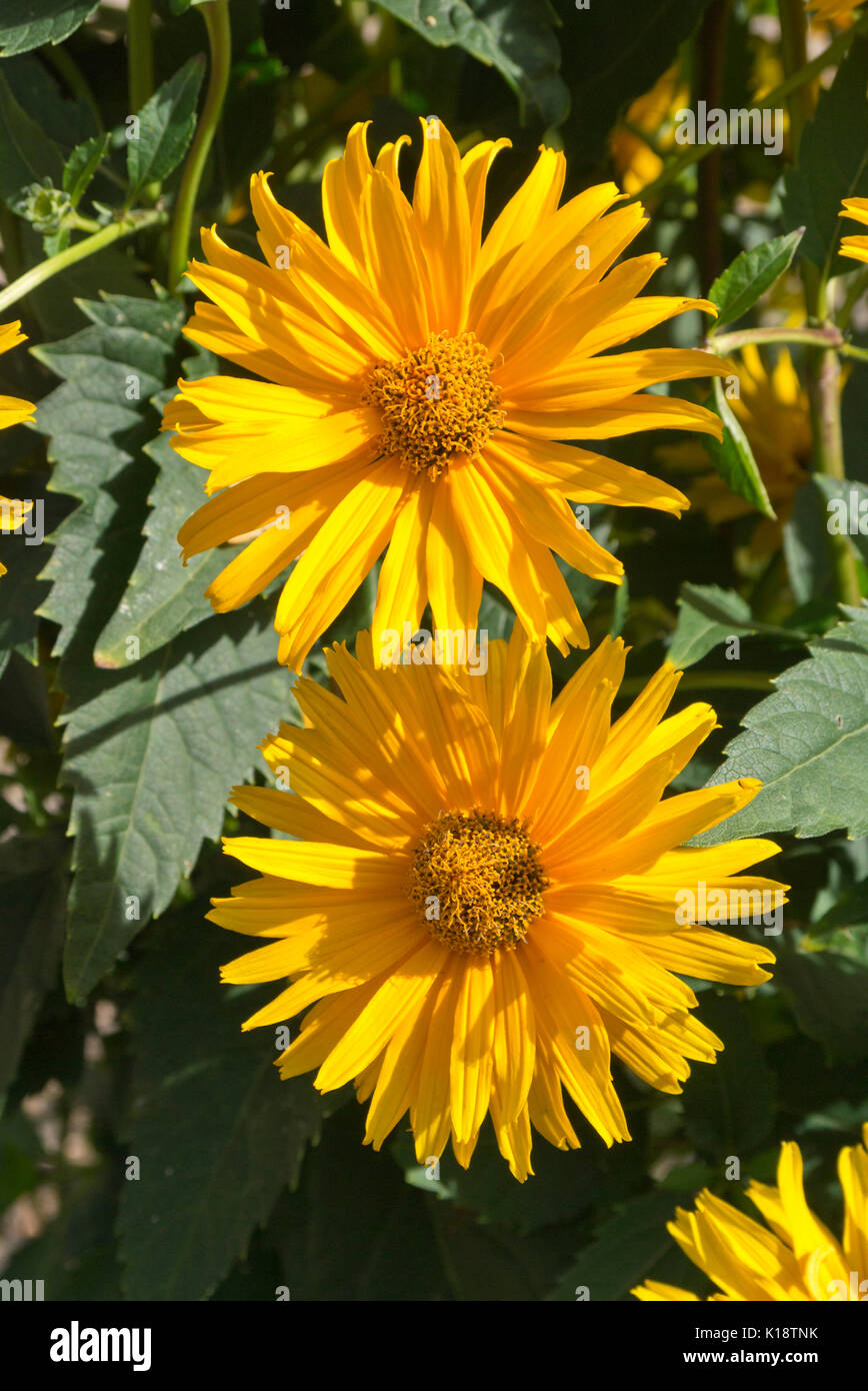 False sunflower (Heliopsis helianthoides var. scabra 'Hohlspiegel