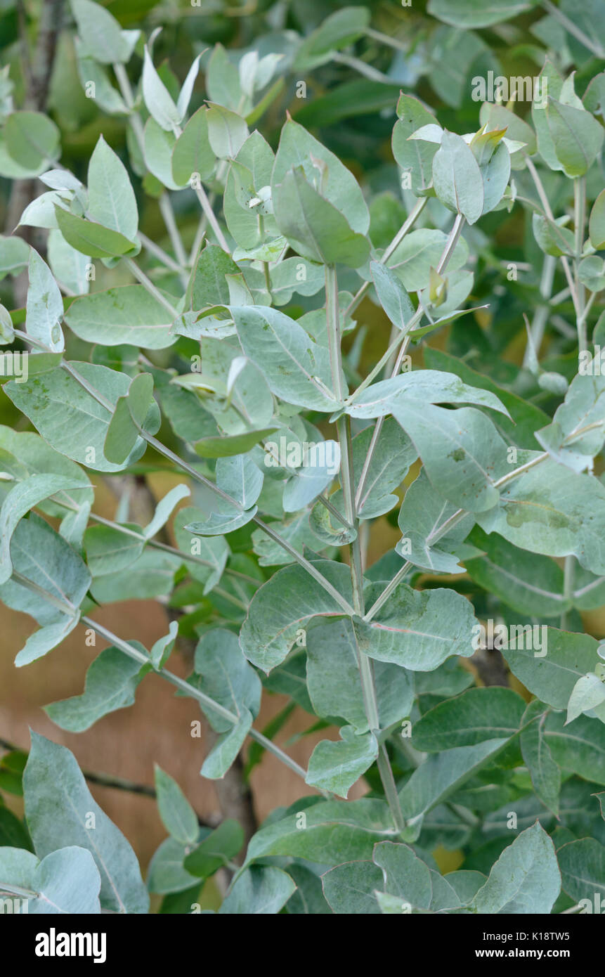 Blue gum (Eucalyptus globulus) Stock Photo