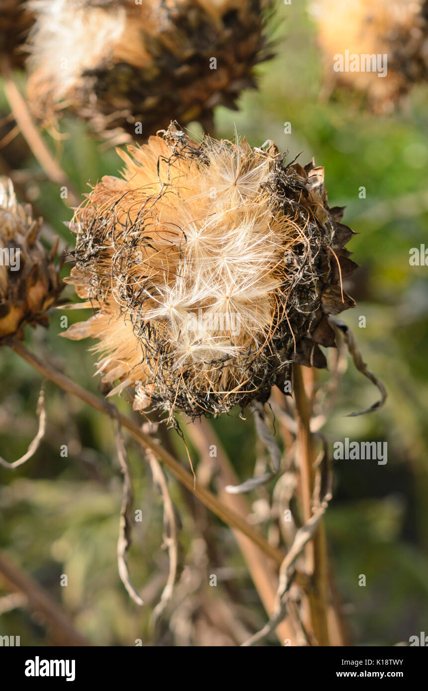 Artichoke (Cynara cardunculus syn. Cynara scolymus) Stock Photo