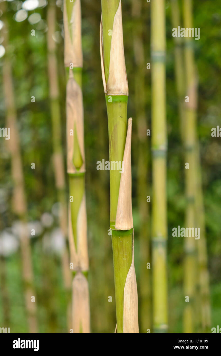 Chusquea quila Stock Photo