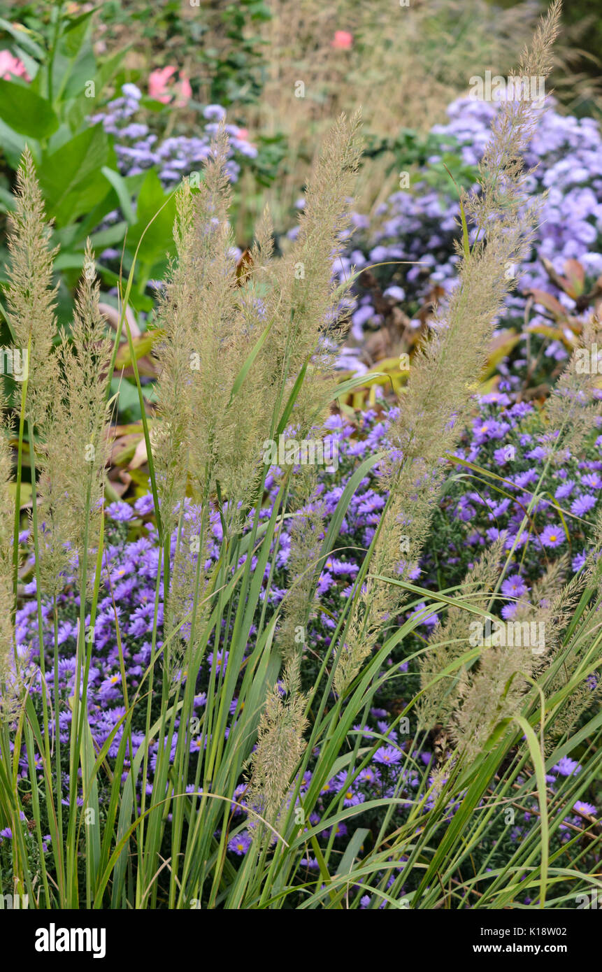 Feather reed grass (Calamagrostis arundinacea var. brachytricha syn