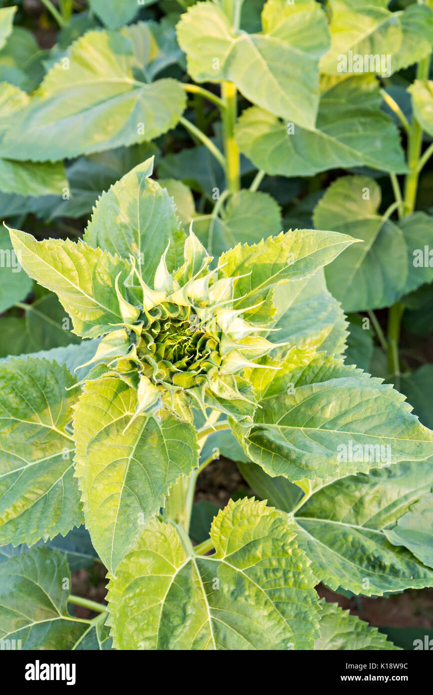 Close-up shot of Fresh burgeon sunflower Stock Photo