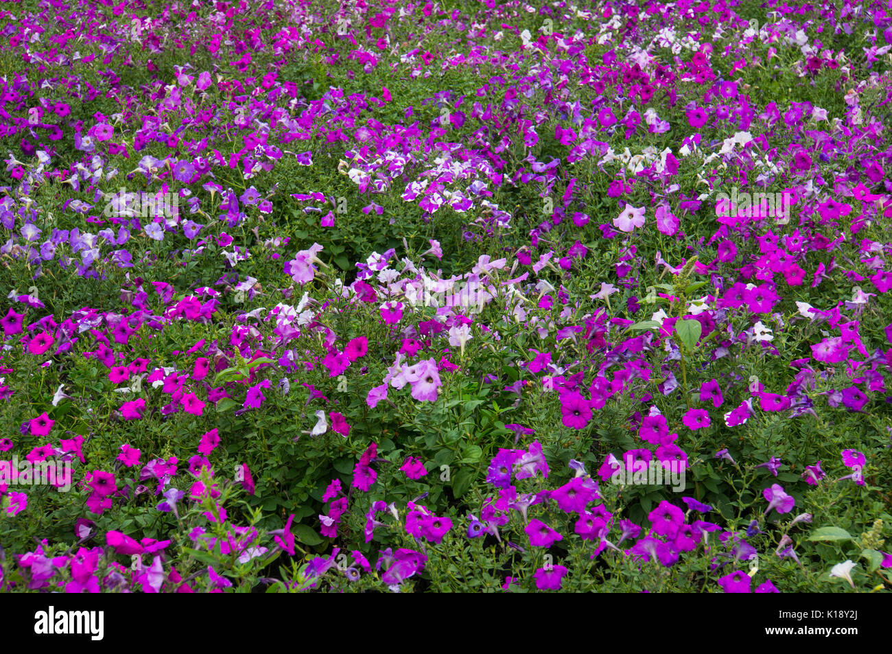 Floral background. Delicate white with purple petals. Flowers. Flower Glade Stock Photo