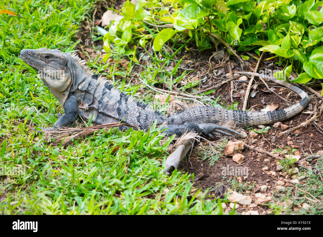 Relaxed Iguana in Mexico Stock Photo