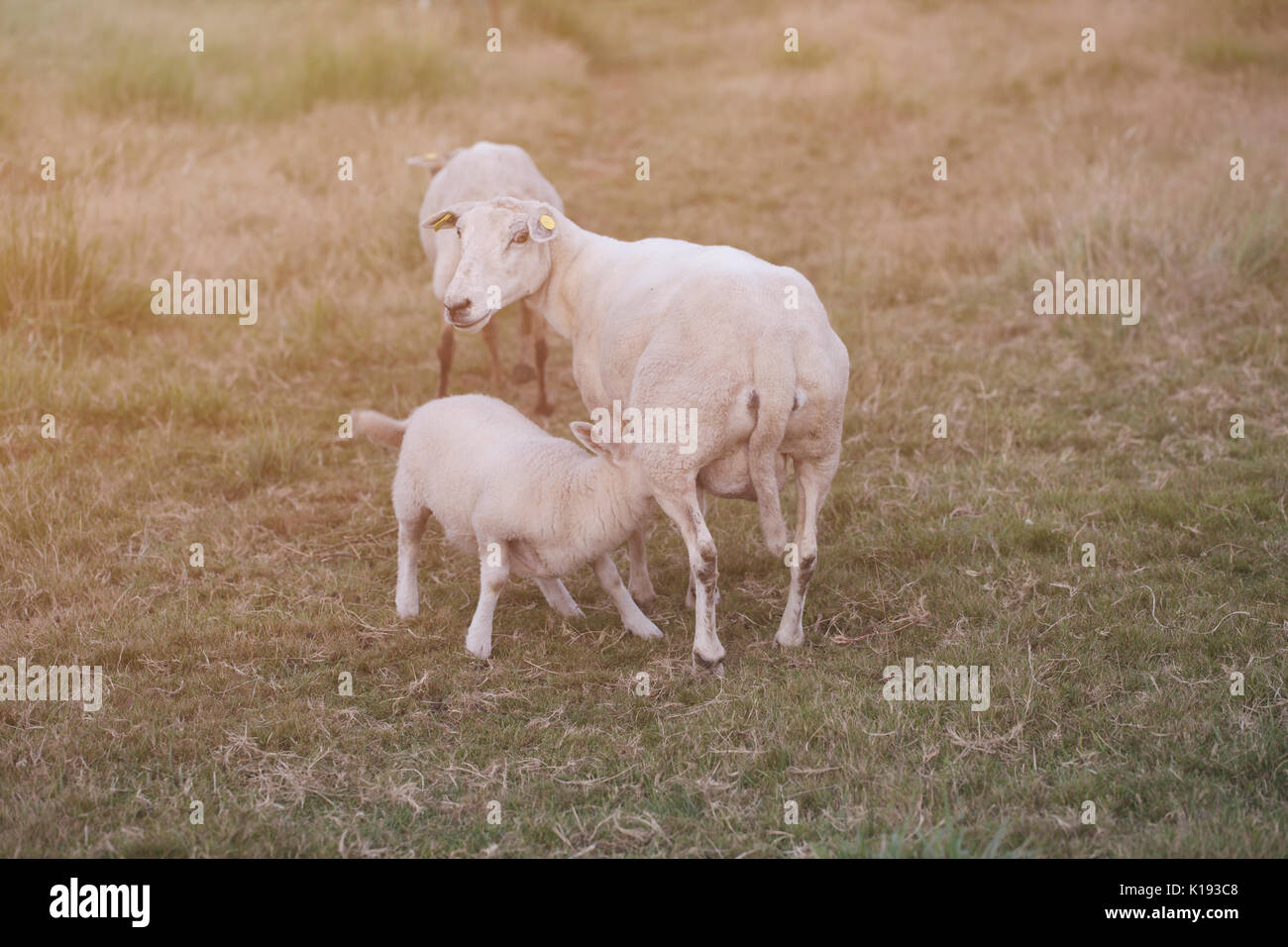 A lamb is nursing his mother's milk Stock Photo - Alamy