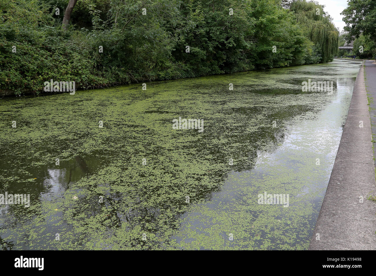 Regent's Canal. London, UK. 24th Aug, 2017. UK Weather. Regent's Canal covered with duckweed an