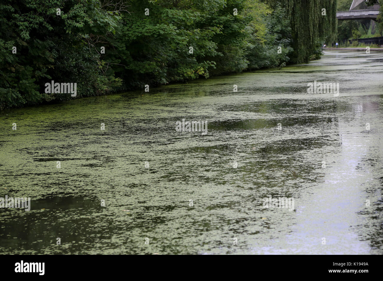 Regent's Canal. London, UK. 24th Aug, 2017. UK Weather. Regent's Canal covered with duckweed an