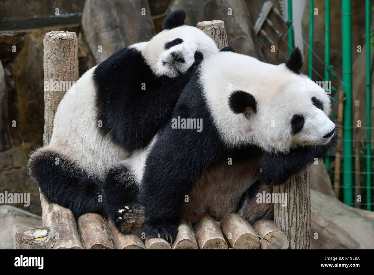 Beijing, Malaysia. 23rd Aug, 2017. Giant pandas Liang Liang (R) and Nuan Nuan are seen at the National Zoo in Kuala Lumpur, Malaysia, Aug. 23, 2017. Credit: Chong Voon Chung/Xinhua/Alamy Live News Stock Photo