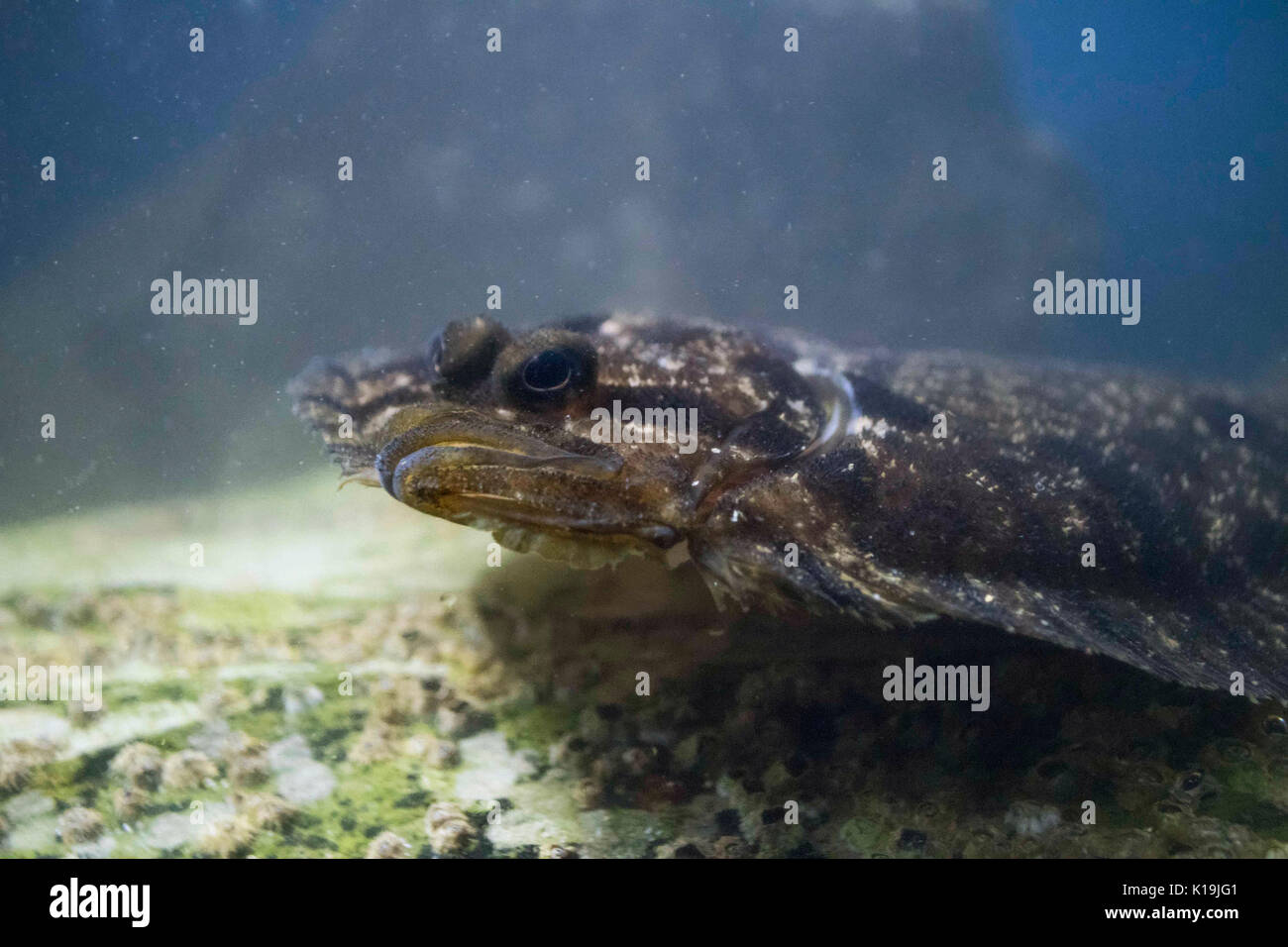 Topknot (Zeugopterus punctatus) , Adult, camoflaged on the rocks ,Fowey ...