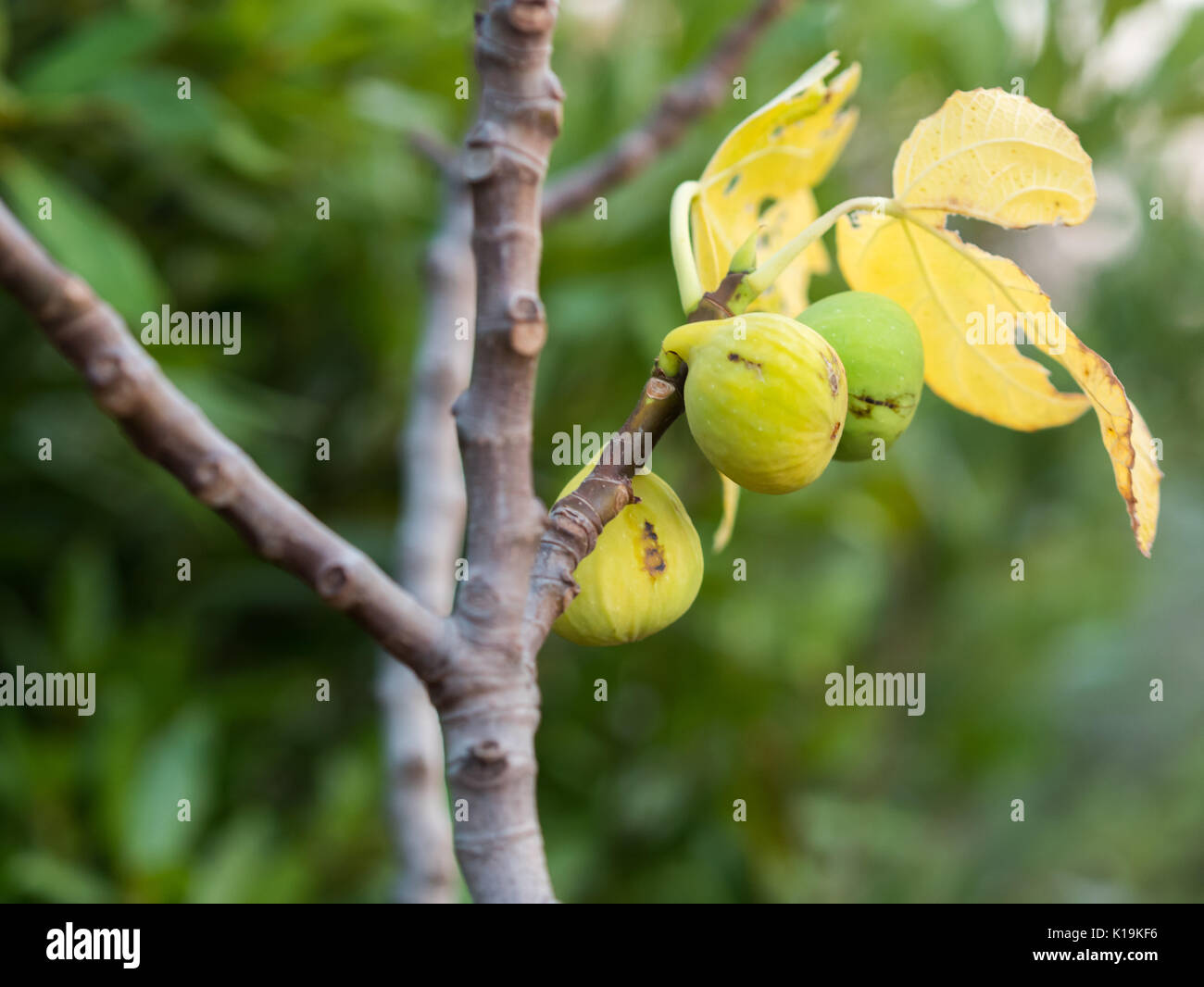 Fig tree plantation hi-res stock photography and images - Alamy