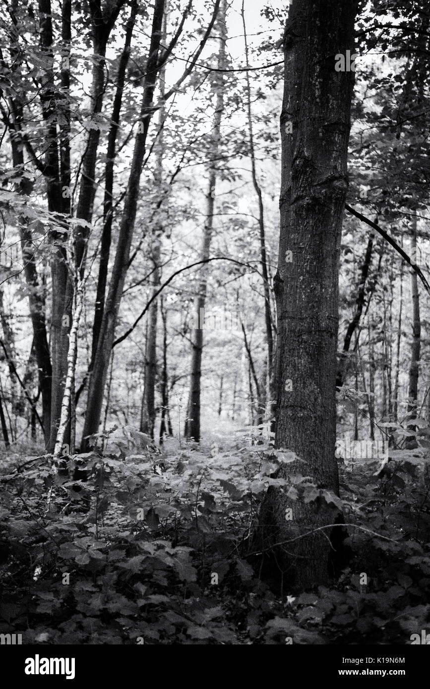 Black and white path in the forest hi-res stock photography and images ...