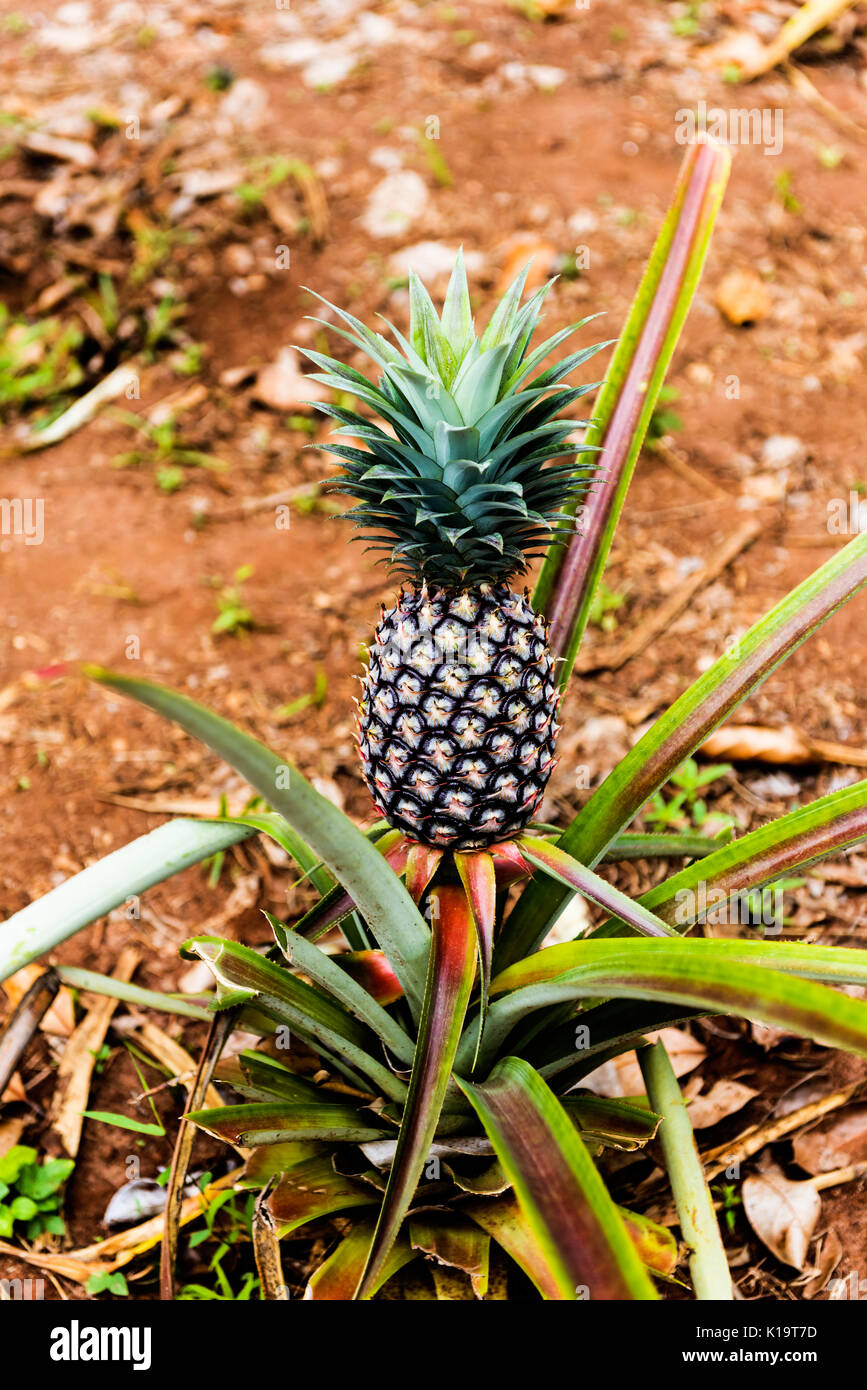 Pineapple plant and fruit growing in Zanzibar. Zanzibar is an island in the Indian Ocean off of the coast of Tanzania, East Africa Stock Photo